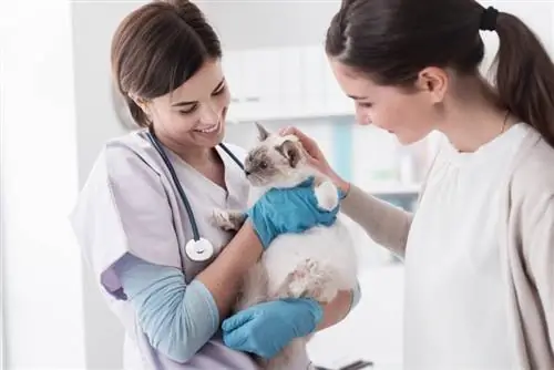 gato e veterinário