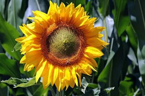 Closeup shot ng isang sunflower