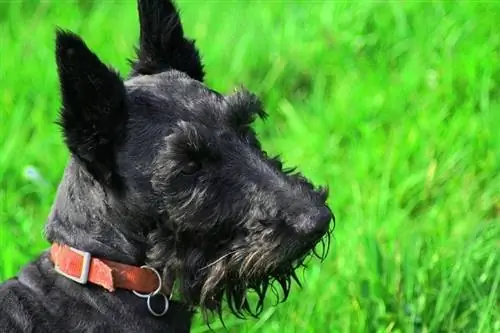 Terrier scoțian