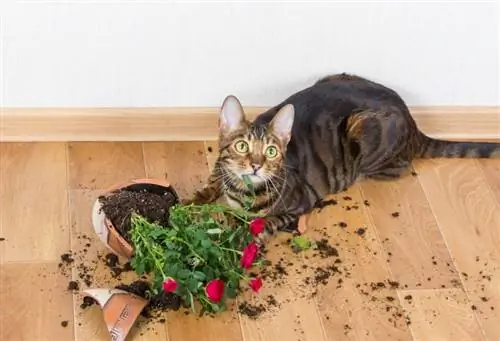 Le chat Toyger a cassé le pot de fleurs