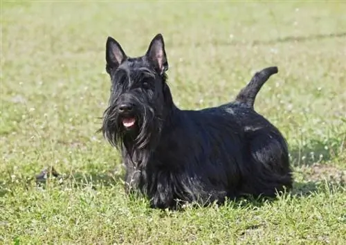 terrier escocês