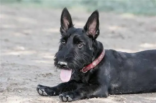 Ang tuta ng Scottish terrier ay nag-pose sa parke