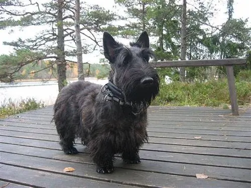 Un terrier scoțian