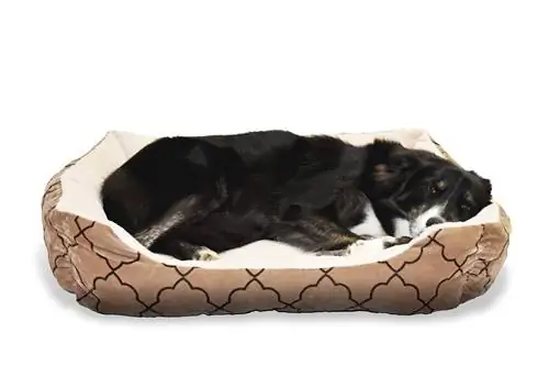 hond wat in suede bed lê