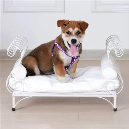 qen në BabyLand Metal Pet Bed Divan Dog Lounge me jastëk të trashë të bardhë