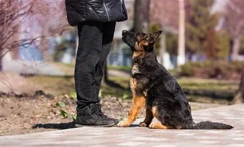 German shepherd aub nrog nws tus tswv ntawm lub tiaj ua si