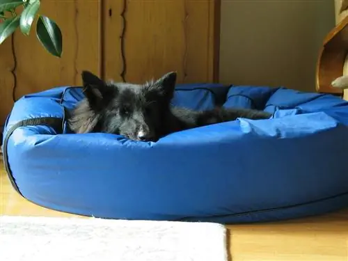 groenendael hond slaap in viniel bed