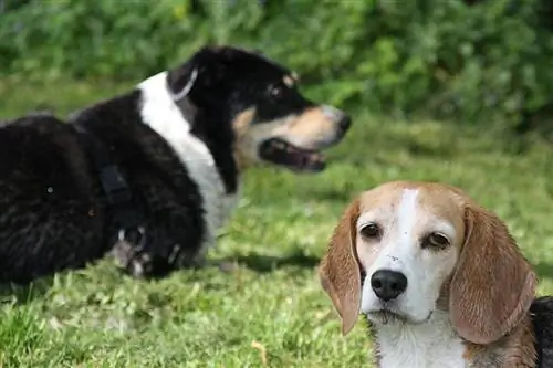 twee honden in de verte