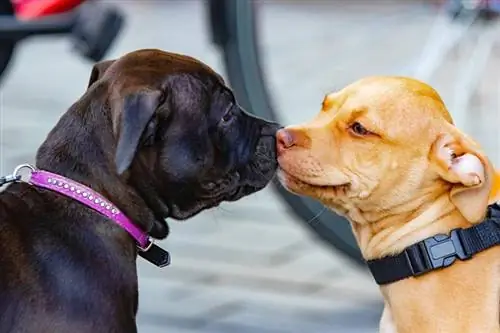 dos cachorros en el parque