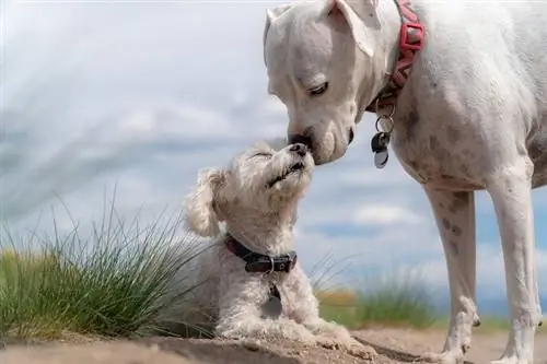 dos perros blancos