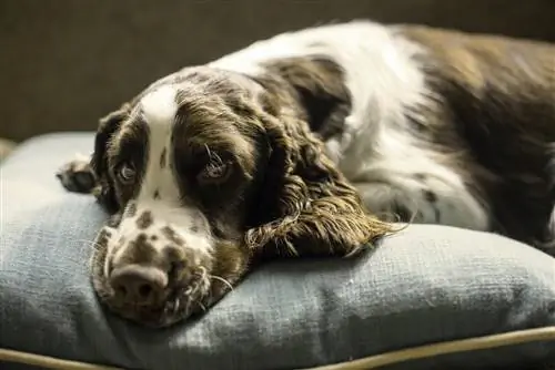 hond in 'n poliësterbed