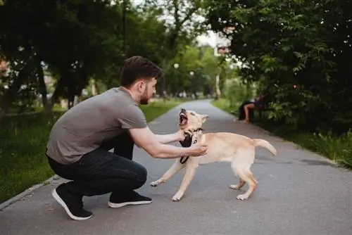 Las 10 razas de perros más propensas a morder a los humanos