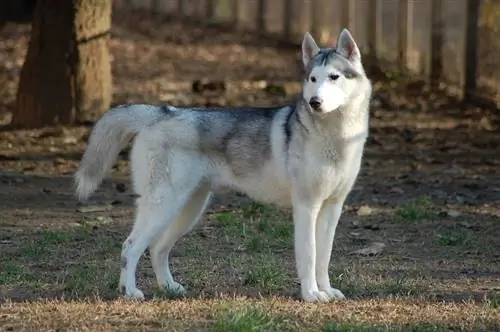 un husky siberiano