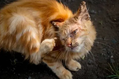 oranje kat met brandsiekte