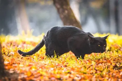 Il rutto del gatto nero