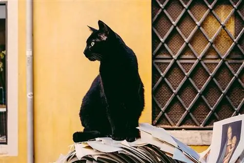 Schwarze Katze sitzt auf einem Stapel Papiere