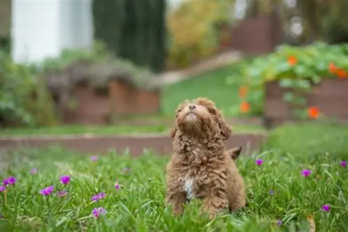 Bruin havapoo-hondjie wat in die gras sit