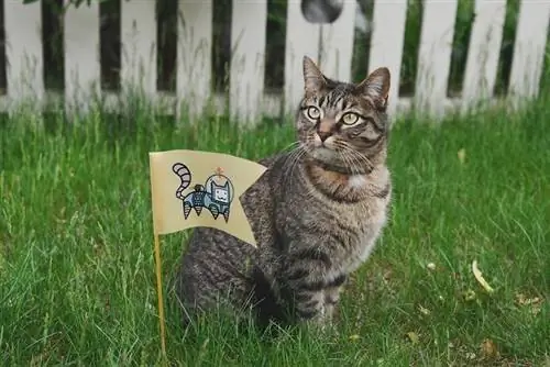 gatto in cortile erboso con bandiera astronauta