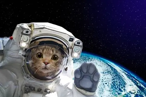 250 noms d'espace pour les chats aventureux : nos meilleurs choix pour votre chat explorateur