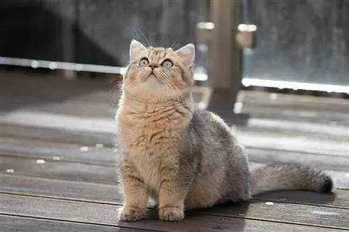 british shorthair alzando lo sguardo