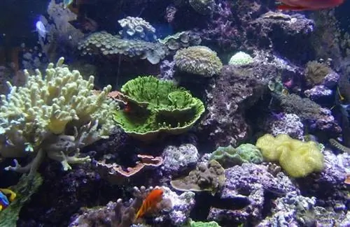 riccio di mare in acquario subacqueo