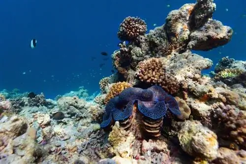 kerang biru raksasa di bawah air