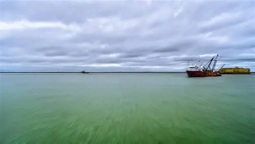 O que é poluição sonora oceânica e como ela atrapalha a vida marinha?