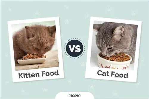 Makanan Anak Kucing vs Makanan Kucing: Perbedaan yang Ditinjau Dokter Hewan & Fakta Gizi