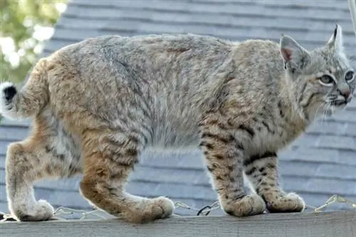 Bobcat selvagem no telhado