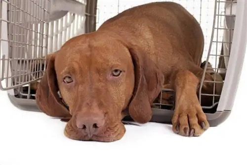 anjing vizsla berbaring di kandangnya