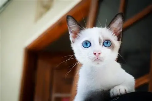 Les chats blancs aux yeux bleus sont-ils sourds ? (Réponse du vétérinaire)