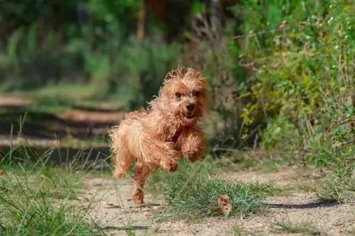 Tumatakbo si Yorkie