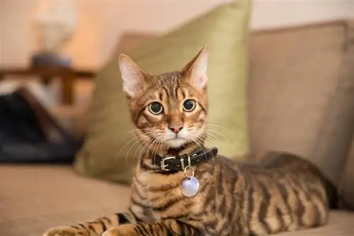 Toyger-katt ligger på sofaen