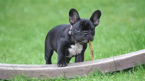 cucciolo di bulldog francese nero