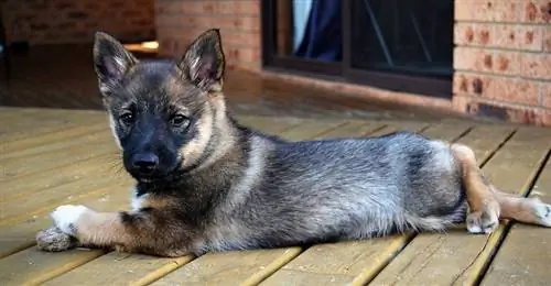 Vallhund sueco