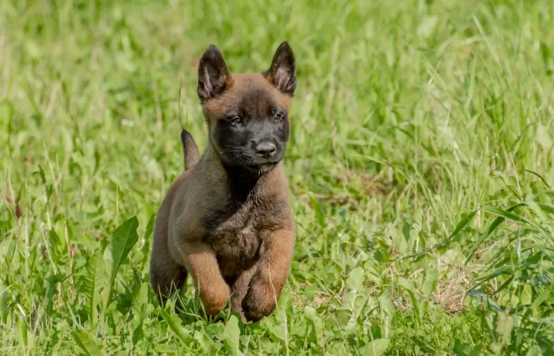 Chiot malinois belge s'exécutant sur l'herbe