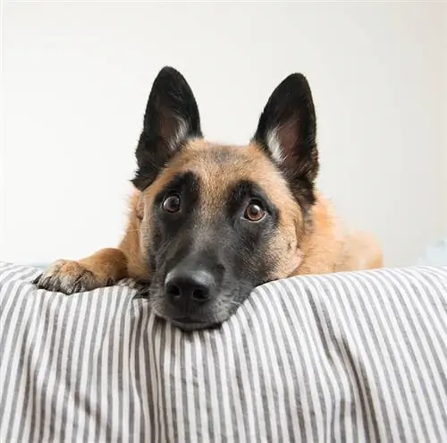 malinois belge se détendant dans son lit