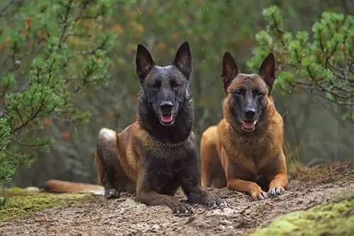 samec in samica belgijskega malinoisa