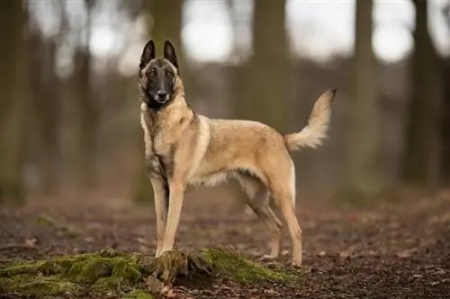 Malinois belg në pyll