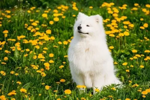 Είναι τα Samoyed καλά για ιδιοκτήτες για πρώτη φορά;