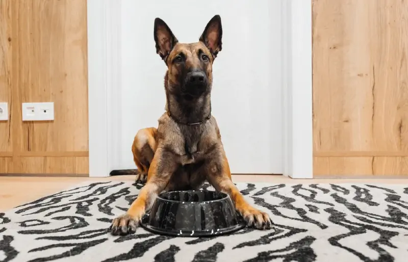 belgijski malinois pies siedzi z miską