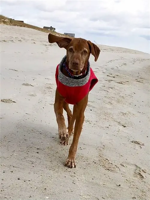 Che tipo di cane era Jasper (il cane di Dana Perino)?