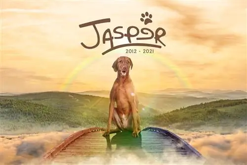 Jasper - Dana Perino