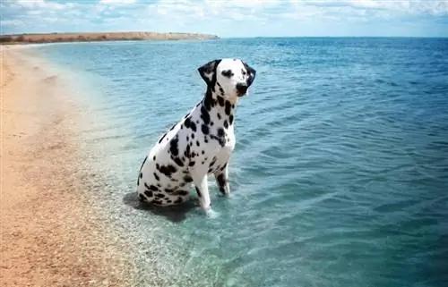 dalmatinski pas sjedi uz obalu na plaži