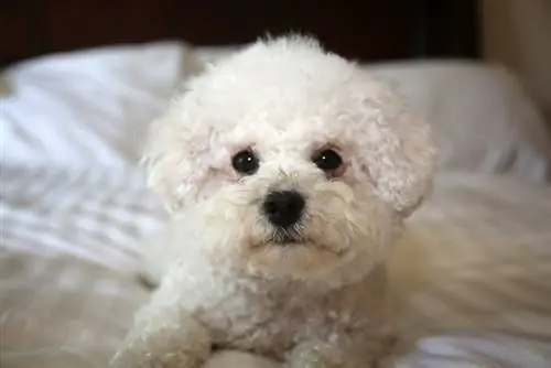 chien bichon frisé allongé sur le lit