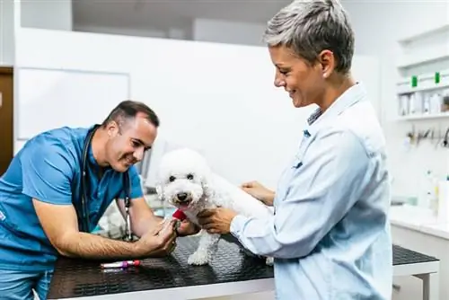 cane bichon frise nella clinica veterinaria