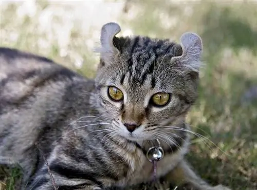 seekor kucing tanah tinggi berbaring di atas rumput