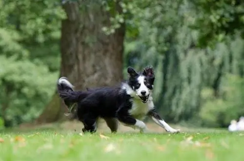 Border Collie berlari