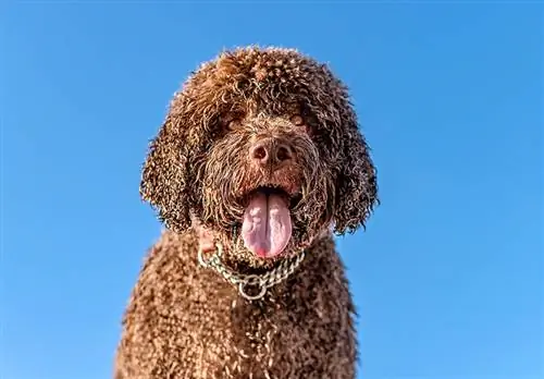 Portret van een bruine Portugese waterhond die de tong buiten op het strand uitsteekt onder een blauwe lucht op de achtergrond