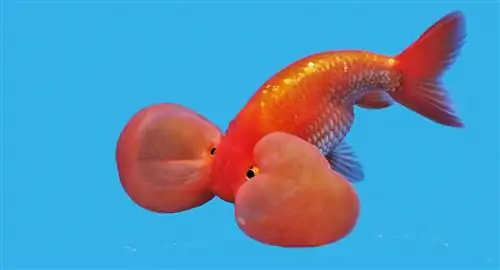 Poisson rouge aux yeux de bulle